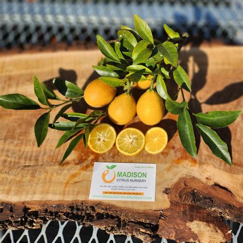 Shipping calculated at checkout. . Madison citrus nursery